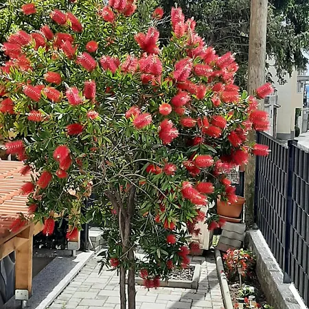 Radalj Kastela